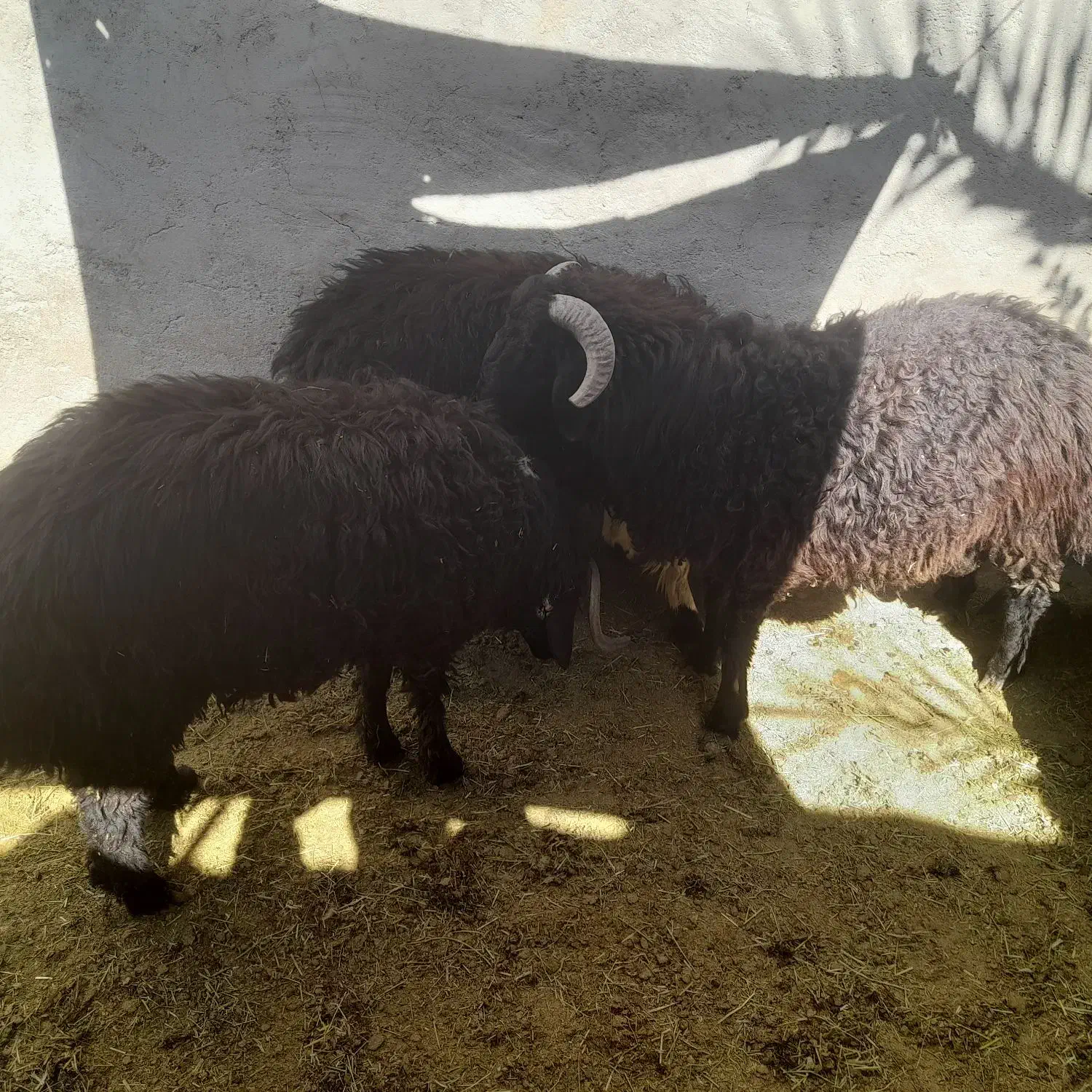 سه عدد بره نر|حیوانات مزرعه|داراب, |دیوار