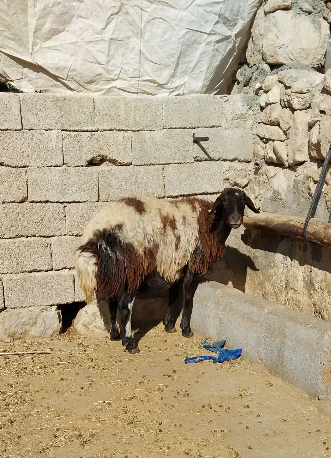 میش داشتی|حیوانات مزرعه|اندیمشک, |دیوار