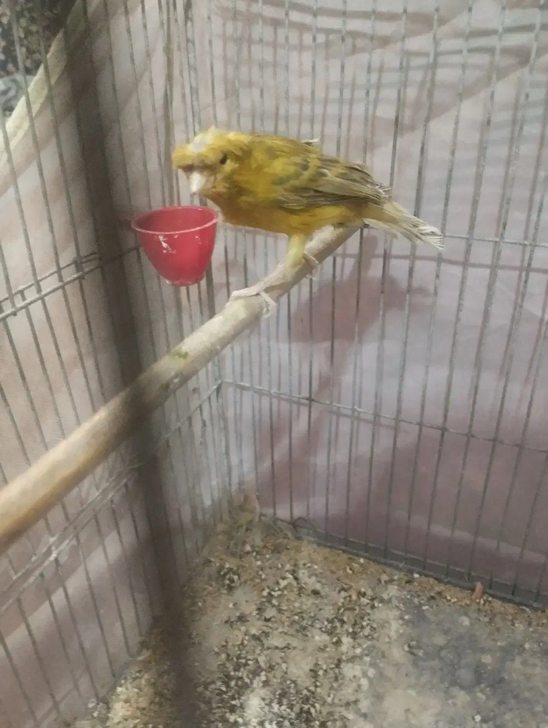 قناری|پرنده|کرمان, |دیوار