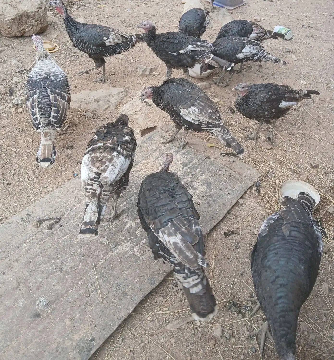 بوقلمون|حیوانات مزرعه|مارگون, |دیوار