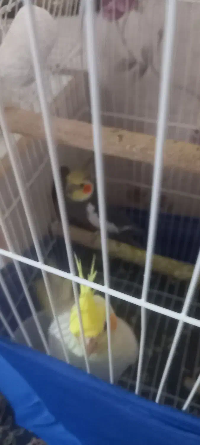 عروس هلندی ۴ ماهه|پرنده|سلماس, |دیوار