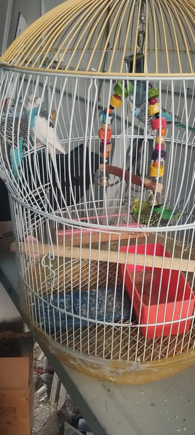 مرغ عشق|پرنده|تبریز, |دیوار