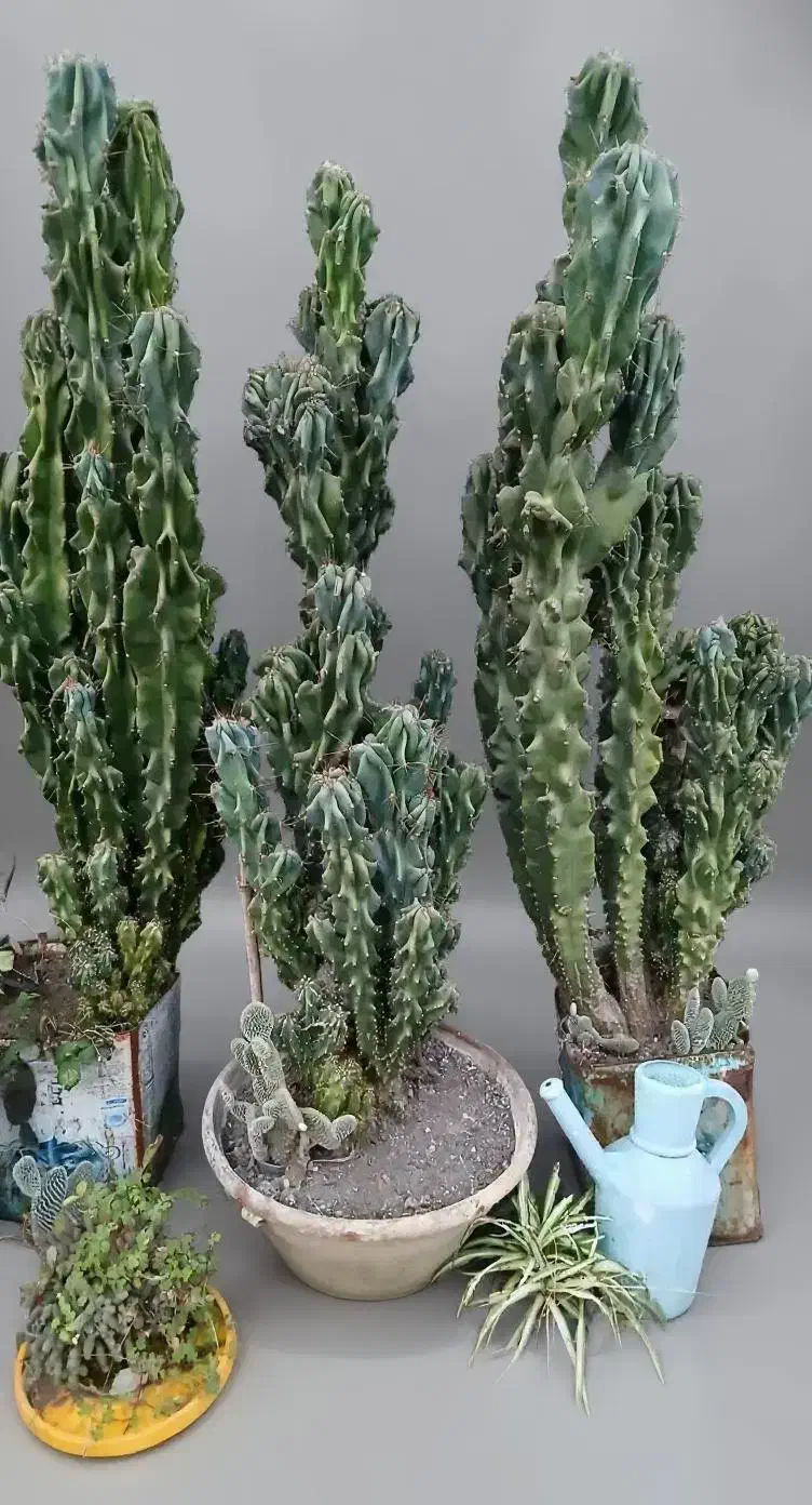 گل کاکتوس و کراسولا|گل و گیاه طبیعی|سیاهکل, |دیوار