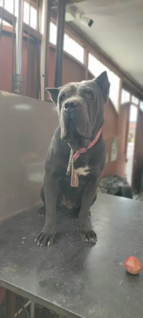 کن کورسو نر|سگ|برخوار, |دیوار