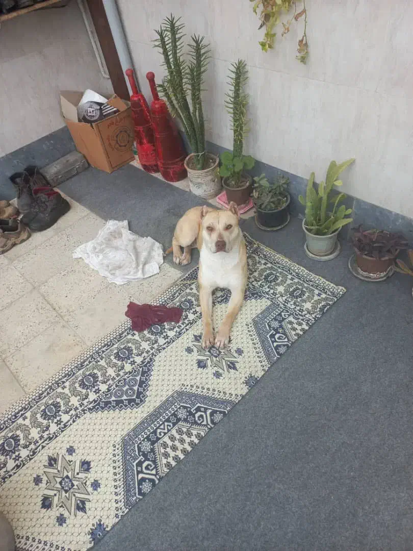 سگ پیتبول|سگ|تهران, باغ فیض|دیوار