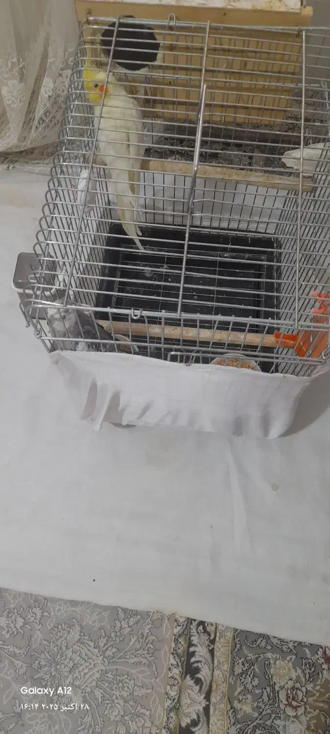 عروس هلندی مولد|پرنده|محمدشهر, شهرک پیام (مهرالبرز)|دیوار