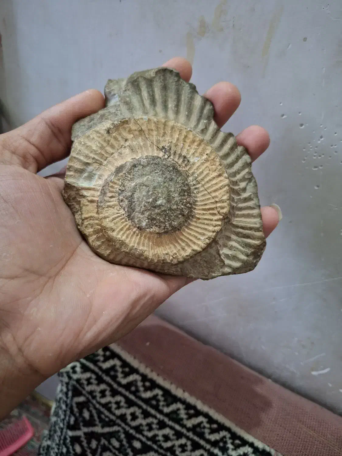 فسیل بسیار زیبای امونیت|کلکسیون اشیاء عتیقه|نیشابور, هفده شهریور|دیوار