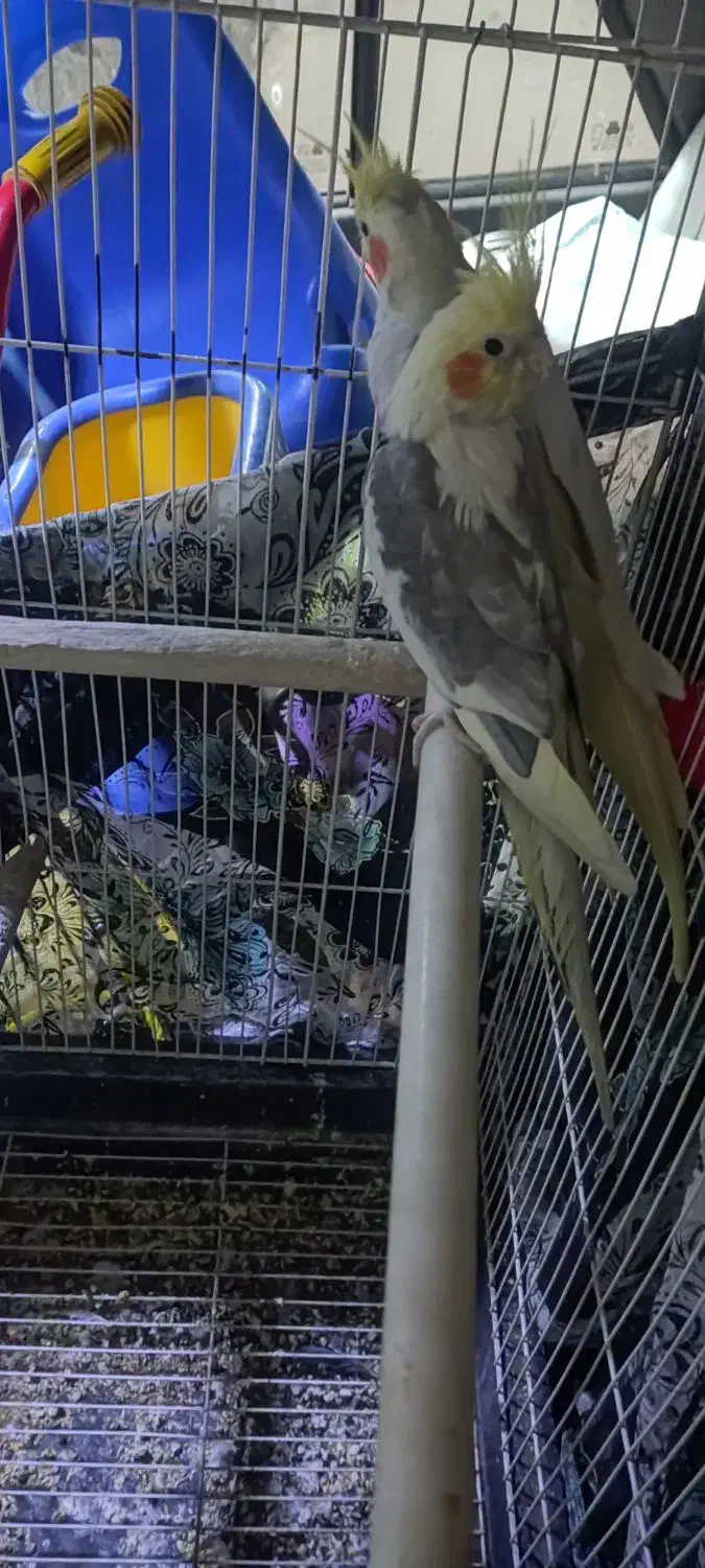 عروس هلندی|پرنده|مشکین‌دشت, |دیوار