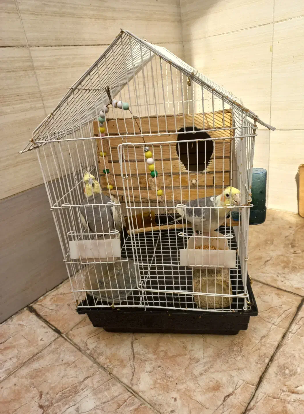 دوعدد عروس هلندی سخنگو|پرنده|ری, شهادت|دیوار