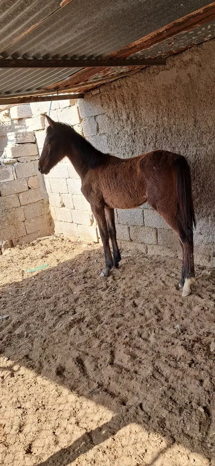 کوره مادیون|اسب و تجهیزات اسب‌سواری|بوشهر, |دیوار