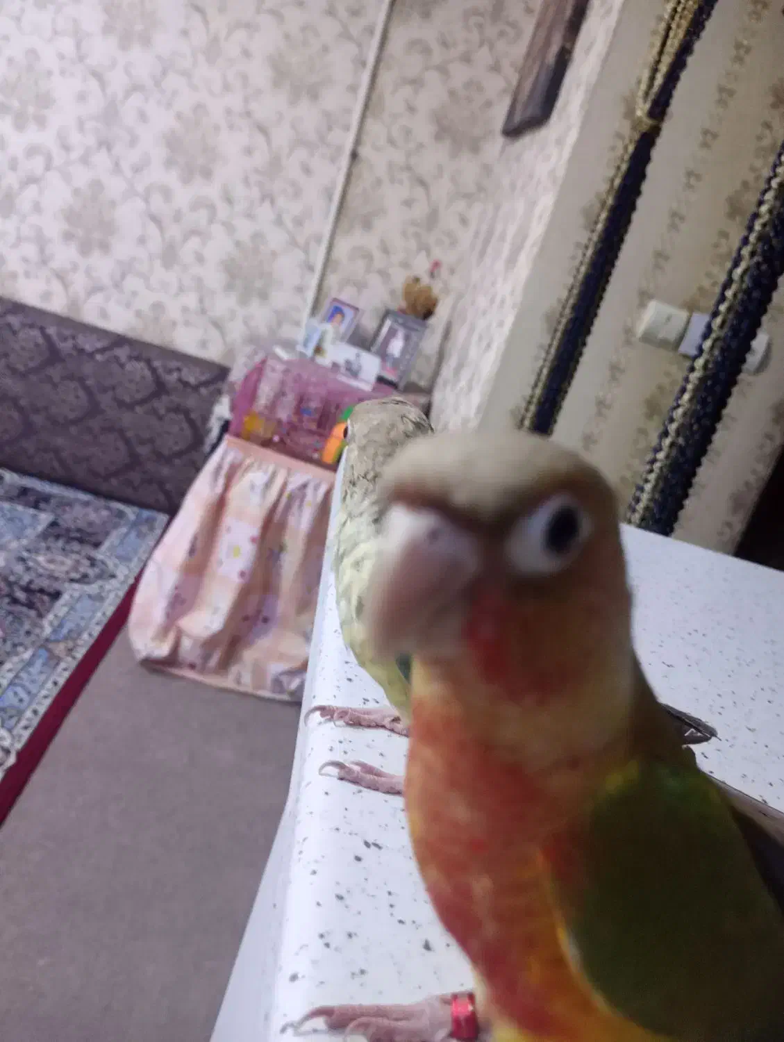 دو عدد طوطی گرینچیک سخنگو|پرنده|اهواز, ۲۰۰۰واحدی|دیوار