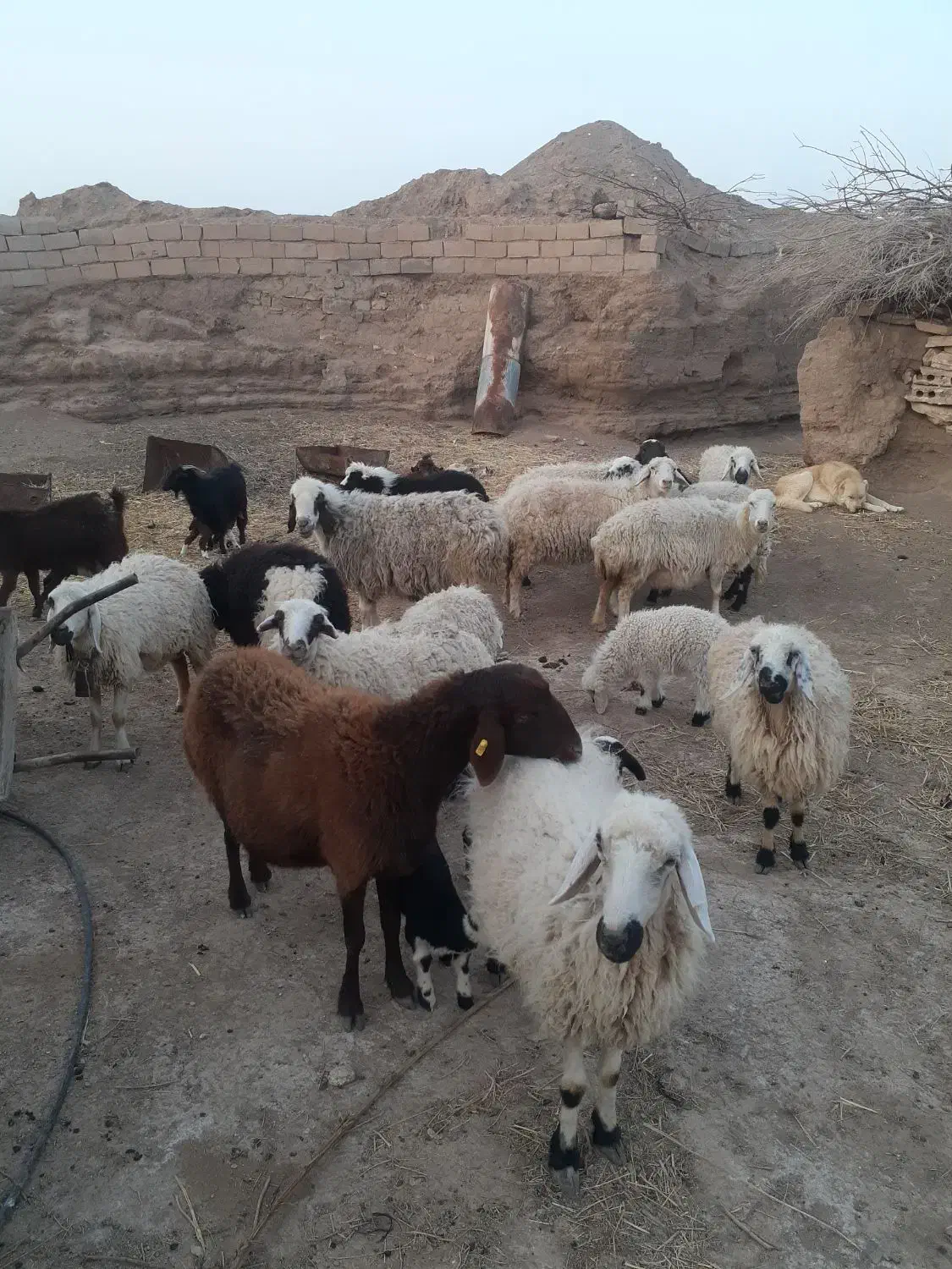 میش بره|حیوانات مزرعه|خوسف, |دیوار