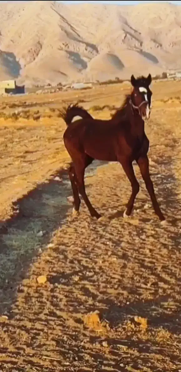 اسب نریان|اسب و تجهیزات اسب‌سواری|اردبیل, |دیوار