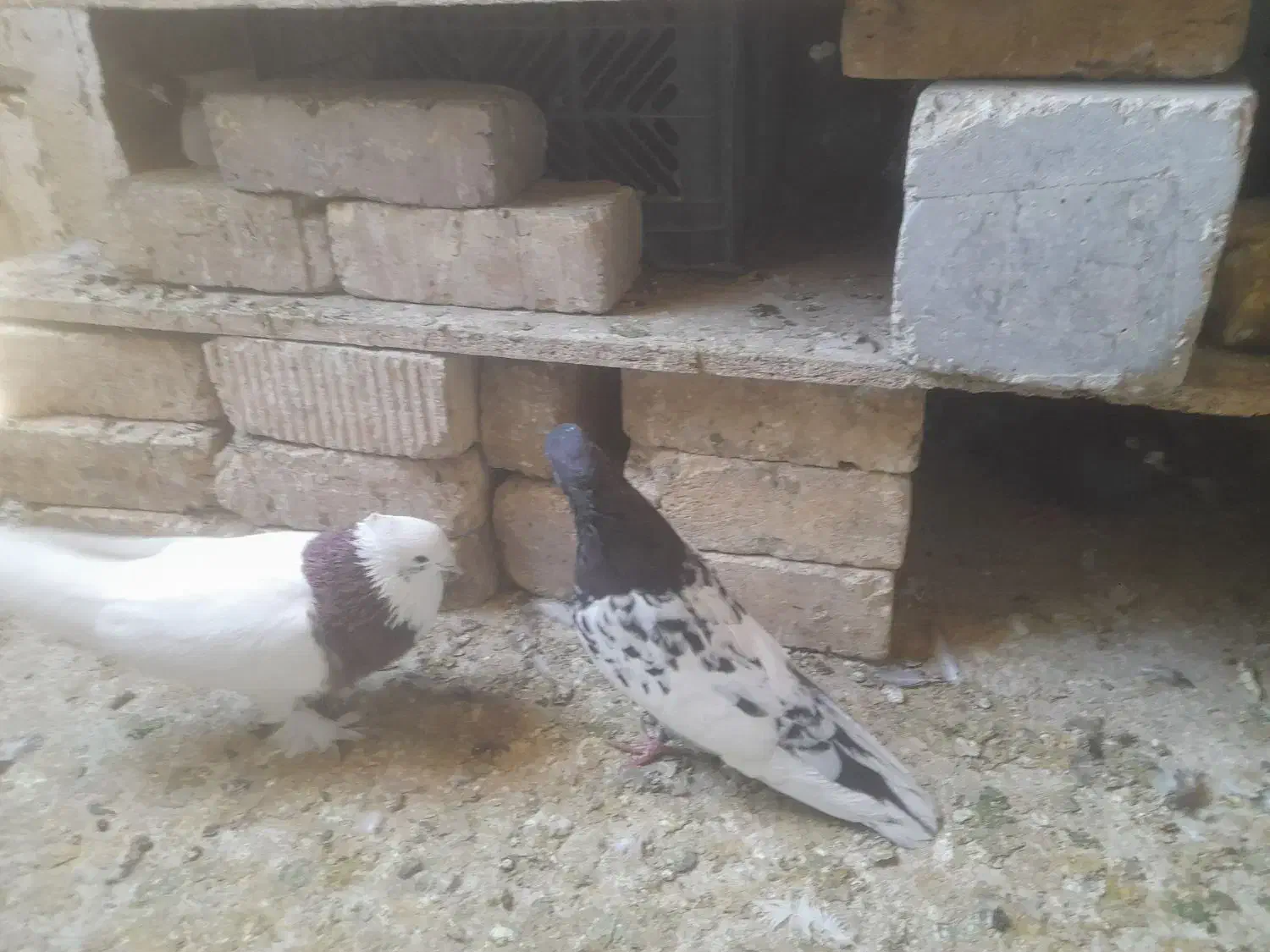 کبوتر|پرنده|شیراز, شهرک مهرگان|دیوار