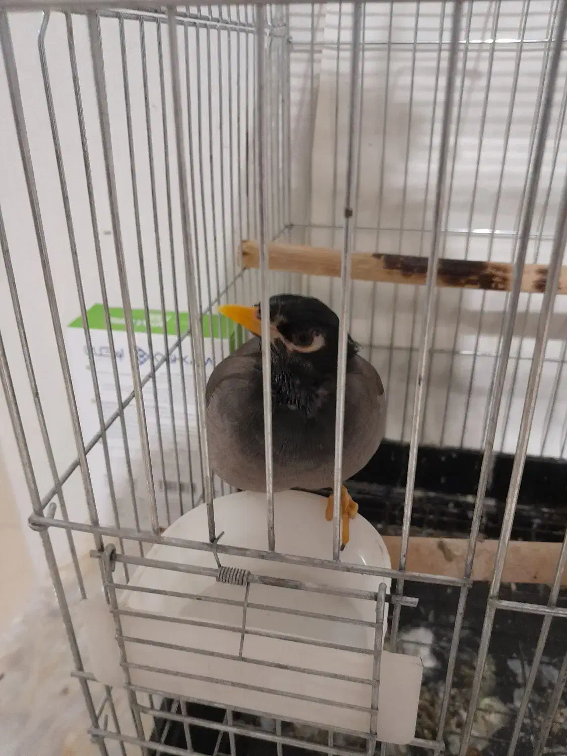 مرغ مینا|پرنده|رباط‌کریم, مسکن مهر آبشناسان|دیوار