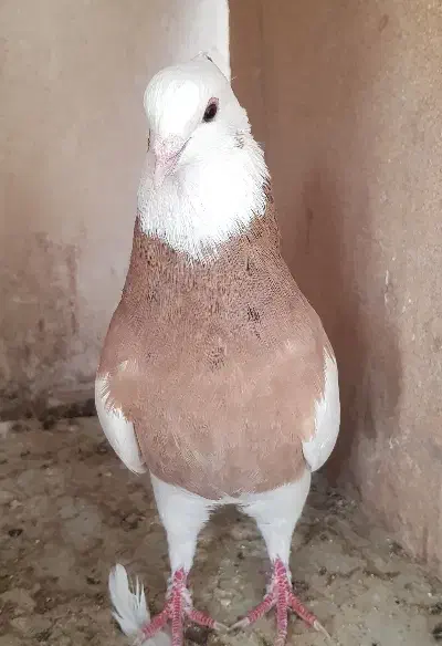 کبوتر طوقی نر پنج عدد و یک ماده|پرنده|زابل, |دیوار