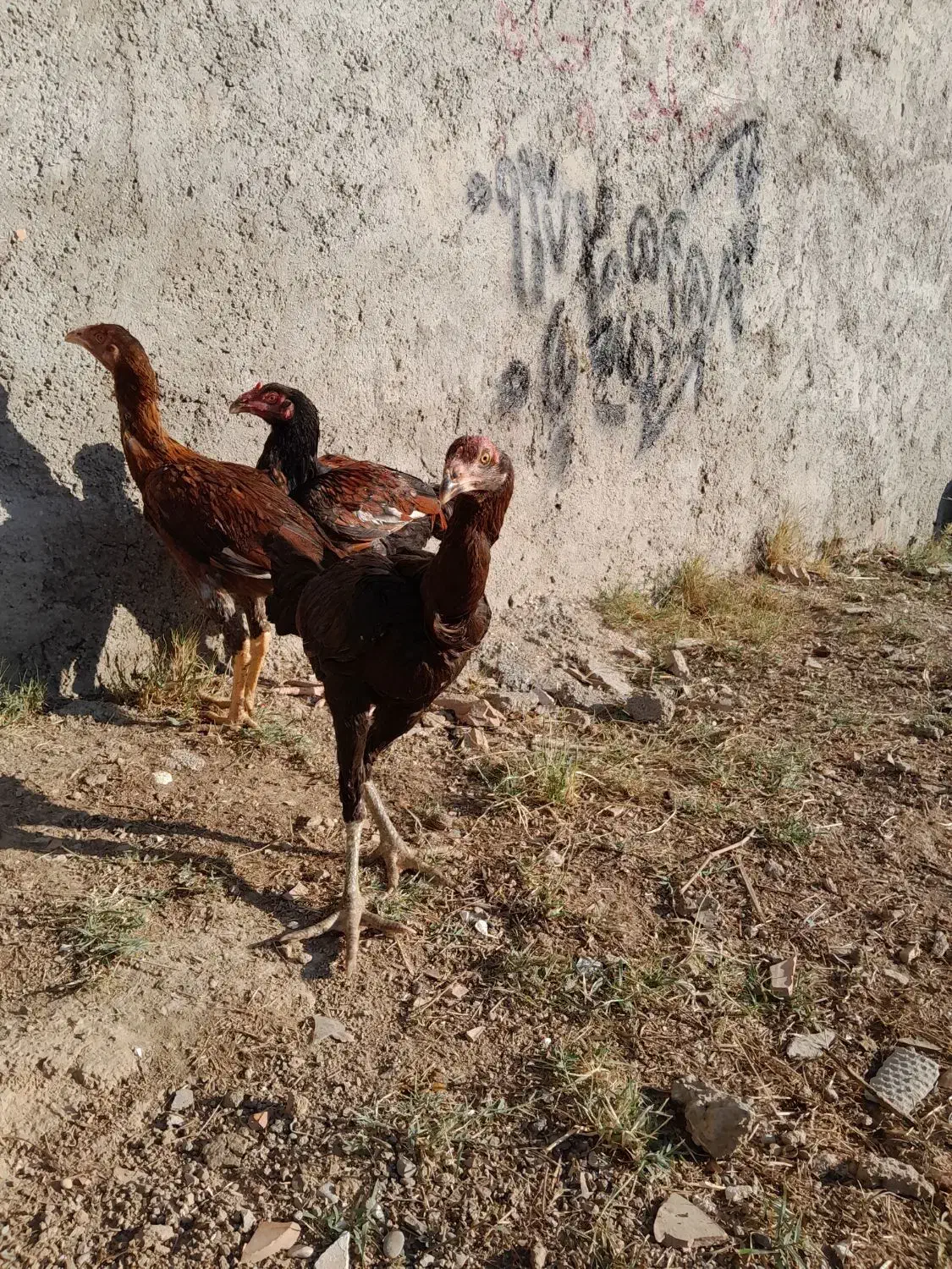 جوجه لاری|حیوانات مزرعه|نگین شهر, |دیوار