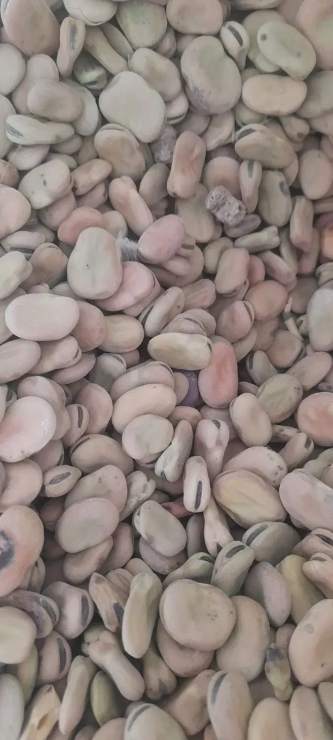 باقلا برا بذر ، آگهی رو خوب بخون|گل و گیاه طبیعی|کوهدشت, |دیوار