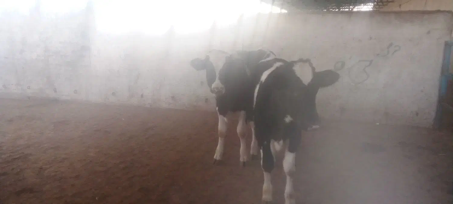 4عدد گوساله 3جوانه 1تلیسه|حیوانات مزرعه|تربت جام, میان جام|دیوار