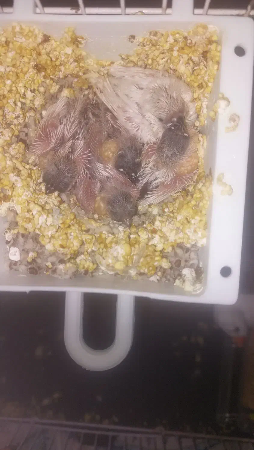 فنچ زبرا|پرنده|مشهد, ویلاشهر|دیوار