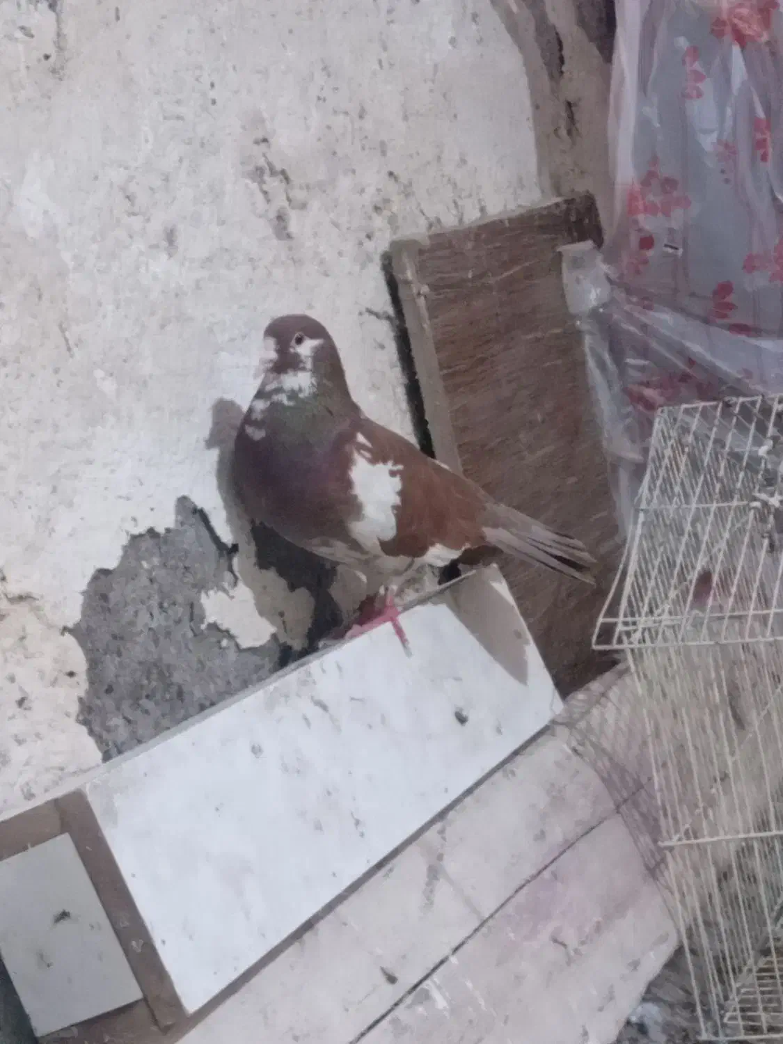 گفتر|حیوانات|مشهد, پورسینا|دیوار