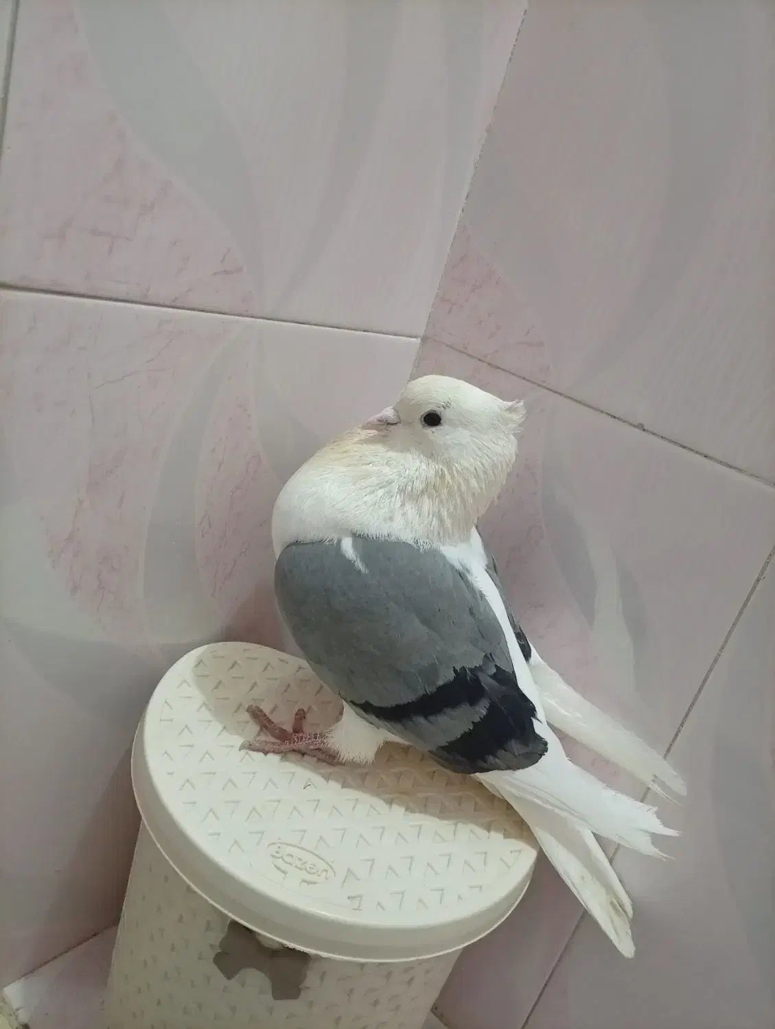 کفتر نر گردار|پرنده|بروجرد, |دیوار