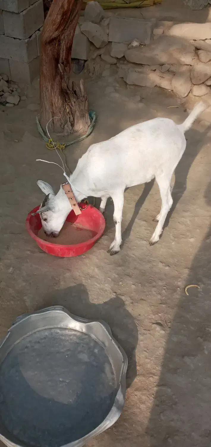 گیسه فروشی|حیوانات مزرعه|میناب, |دیوار