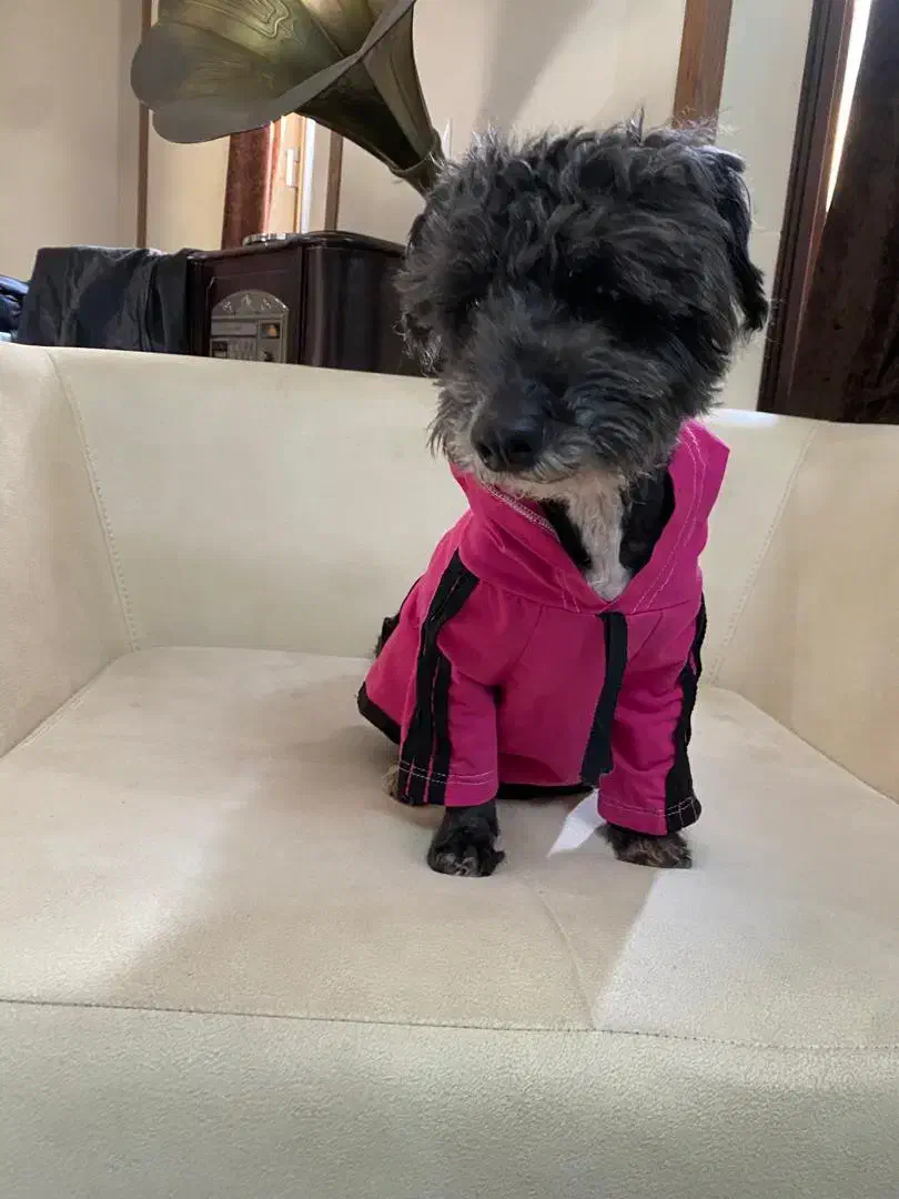 واگزاری سه عدد سگ پاپی|سگ|اصفهان, کوی امیریه|دیوار