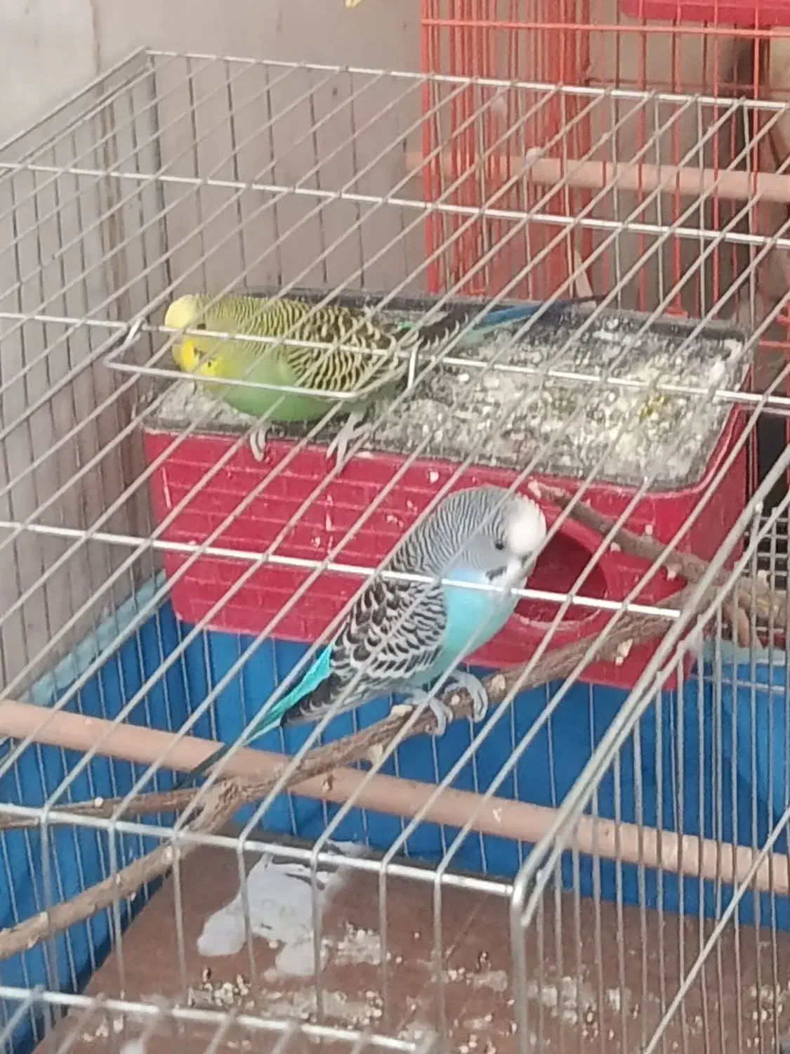 مرغ عشق|پرنده|جیرفت, |دیوار