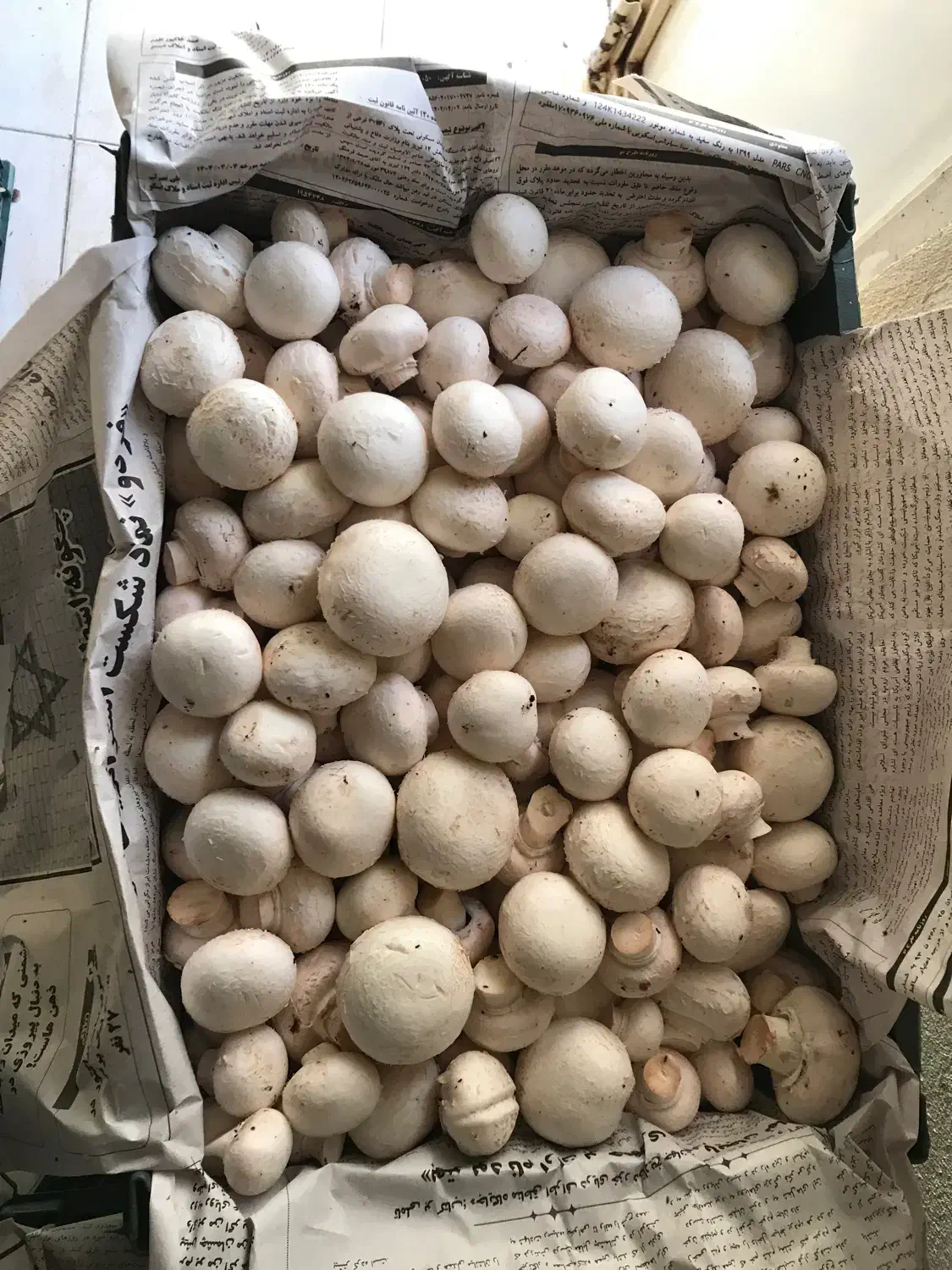 قارچ درجه ۲و درجه ۱ عمده و خورده|خوردنی و آشامیدنی|خوی, |دیوار