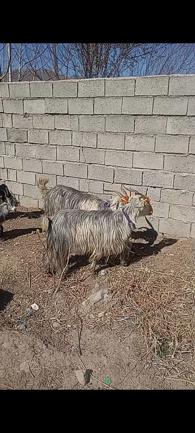 بز جوان|حیوانات مزرعه|دورود, |دیوار