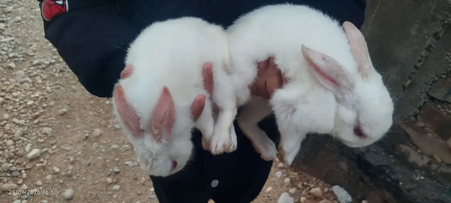 خرگوش سفید معاوضه با کبوتر|موش و خرگوش|نورآباد ممسنی, |دیوار