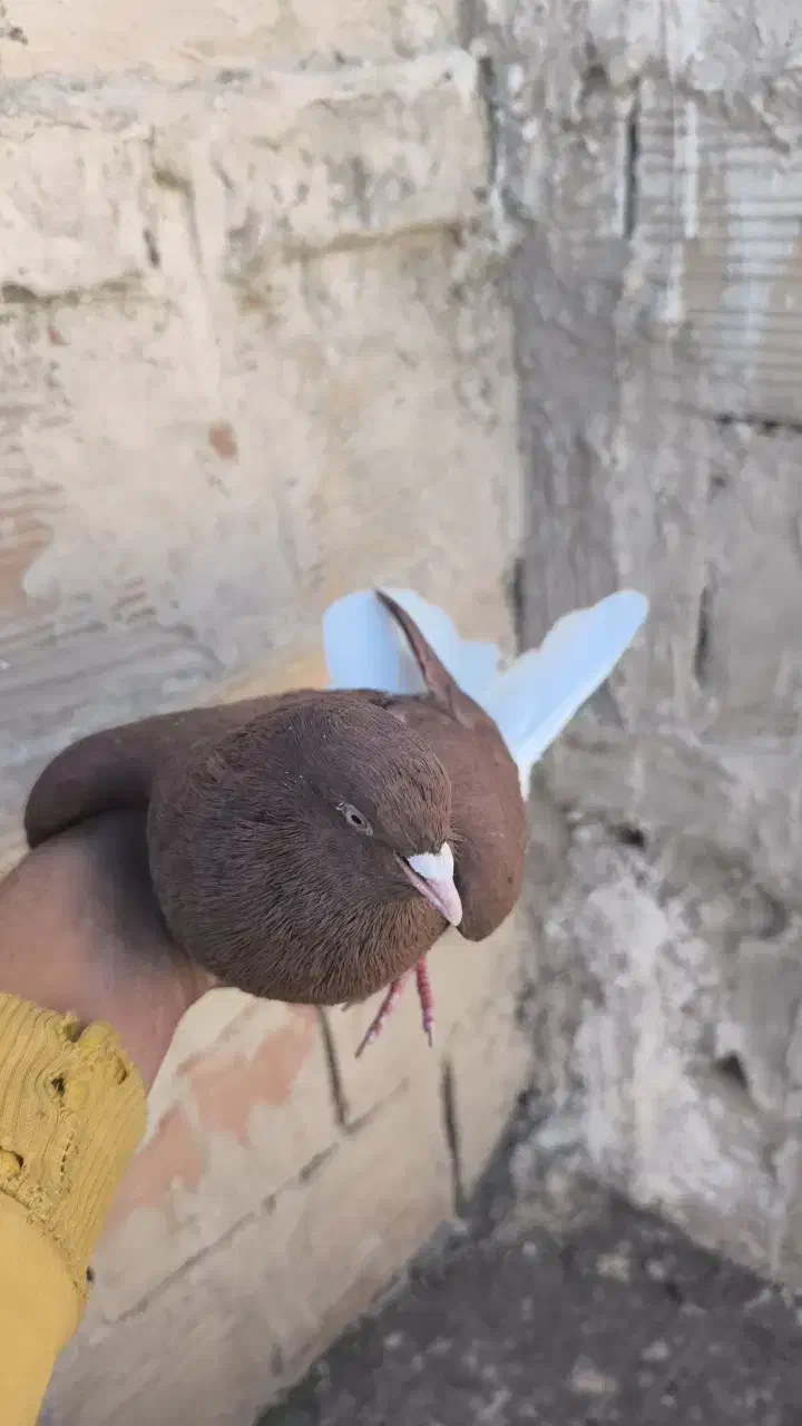 دم‌سفید پرشی|پرنده|فیروزه, |دیوار