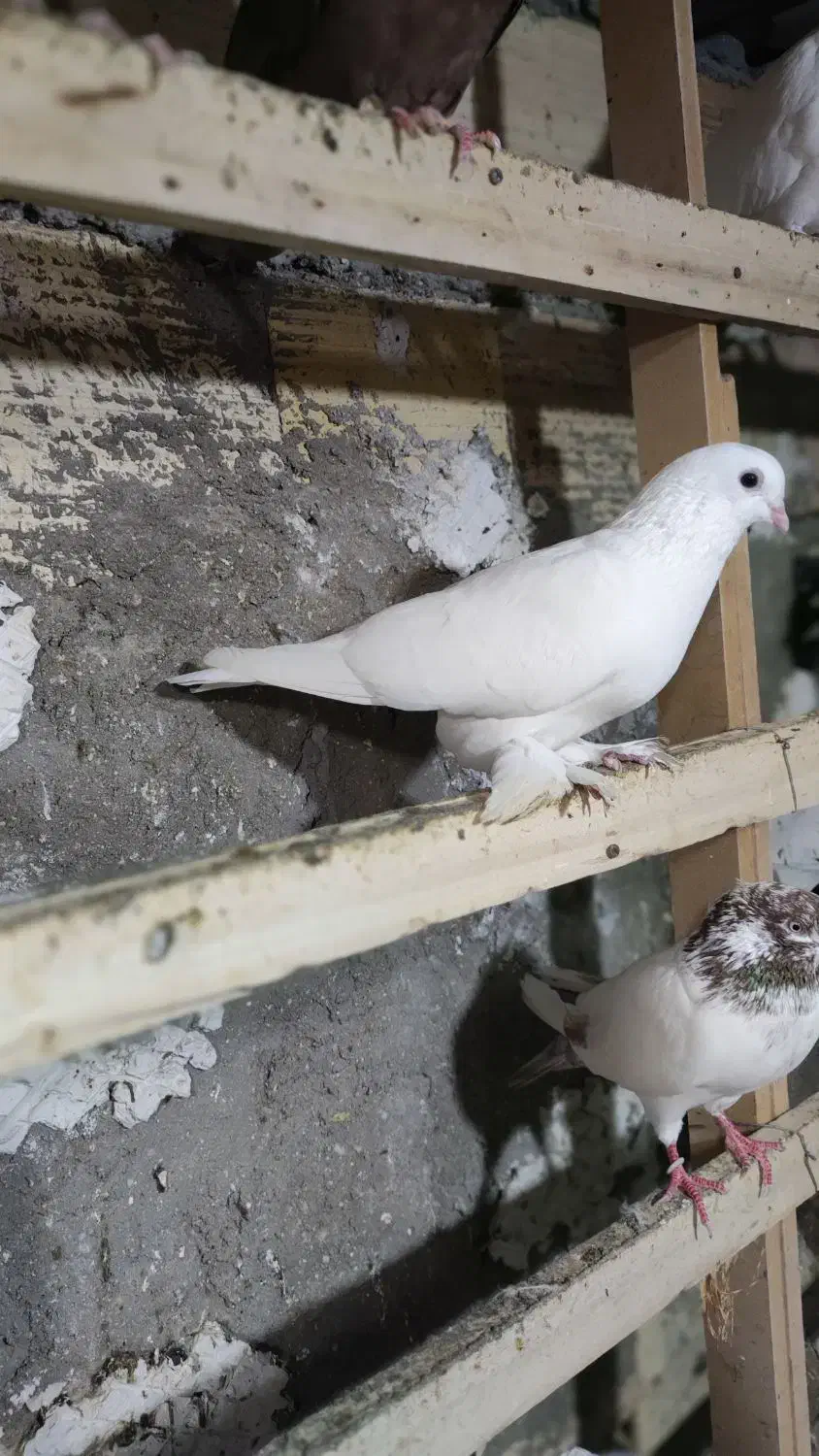 کفتر|پرنده|قشم, |دیوار