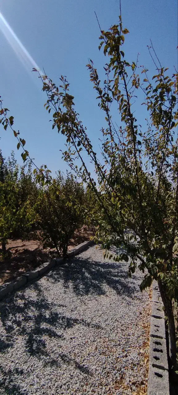 باغچه و باغ محوطه سازی /مسیراسفالت/انواع میوه|فروش زمین و ملک کلنگی|چهاردانگه (تهران), |دیوار
