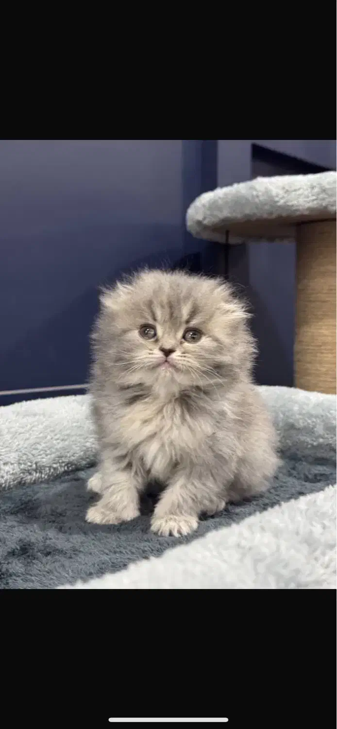 گربه های زیبا و اصیل|گربه|شیراز, فرهنگ شهر|دیوار