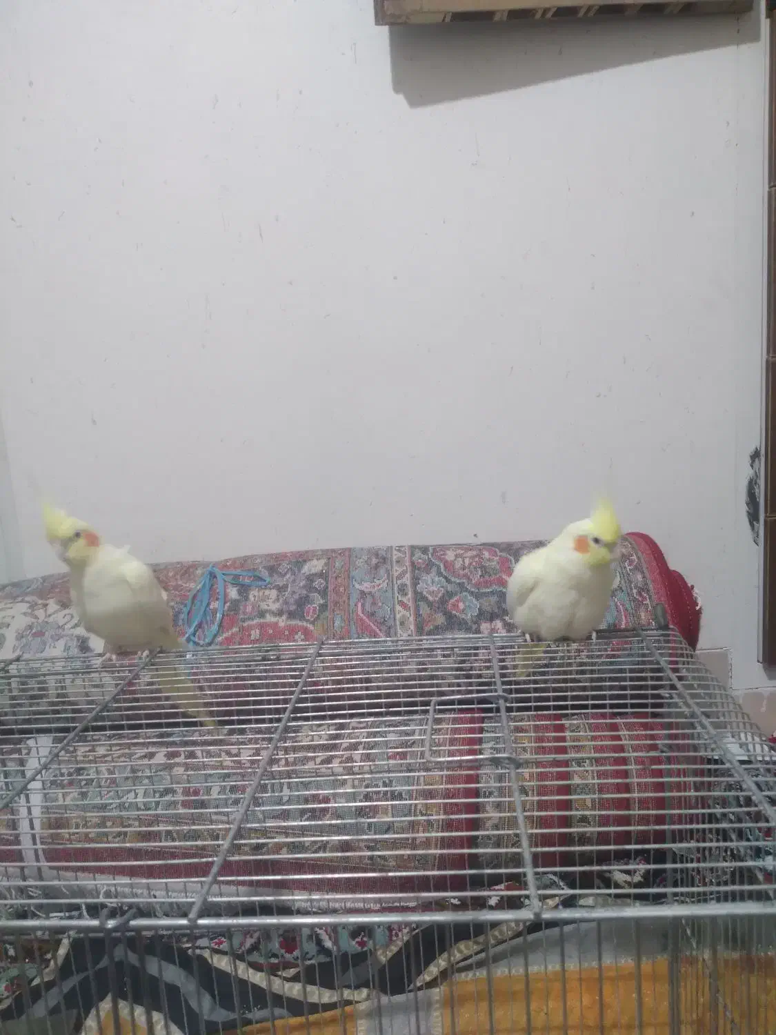 مرغ عشق|پرنده|سمنان, |دیوار
