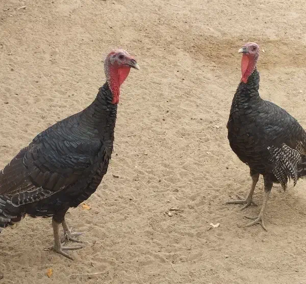 2 عدد بوقلمون|حیوانات مزرعه|باوی, |دیوار