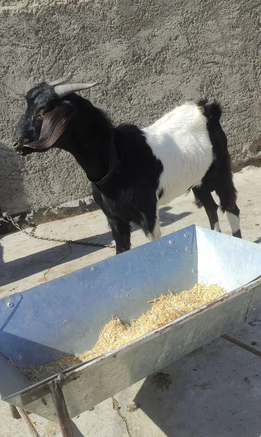 بزغاله نر|حیوانات مزرعه|زاهدان, |دیوار