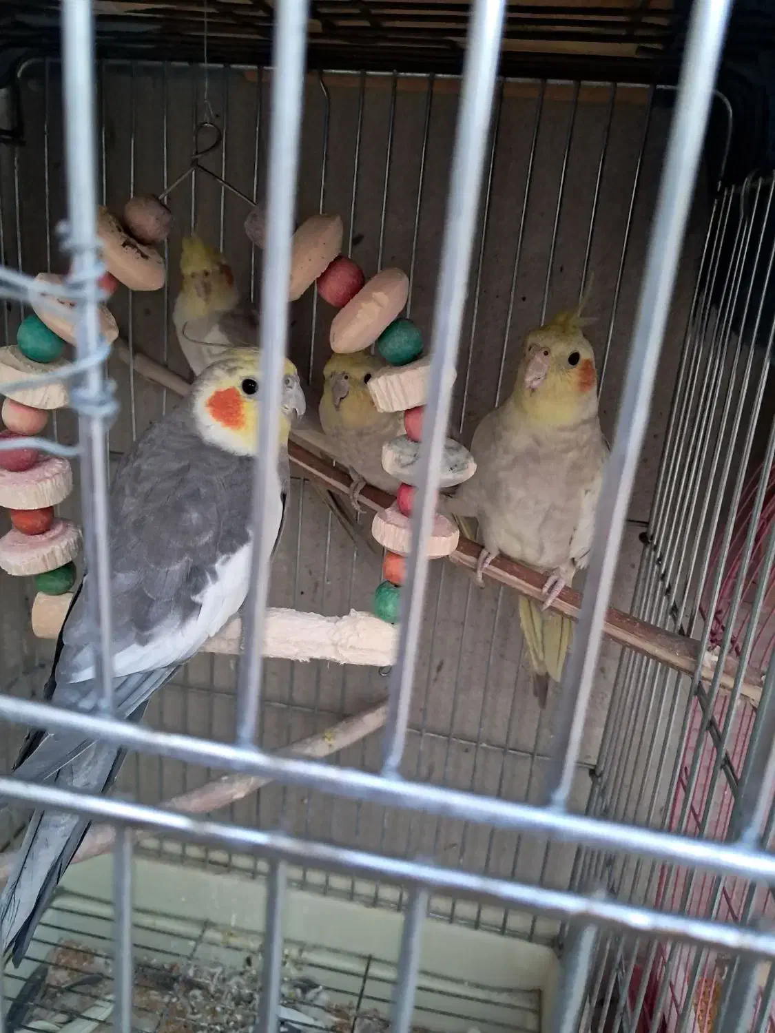 عروس هلندی سخنگو|پرنده|کرج, شهرک پردیسان|دیوار