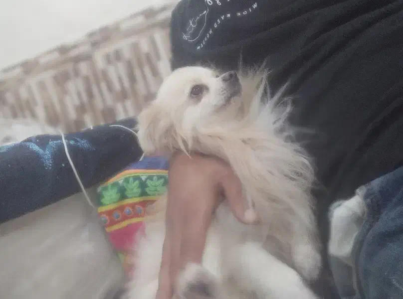 فروش سگ پامر اصیل پاکوتاه پشمالو|سگ|رامشیر, |دیوار