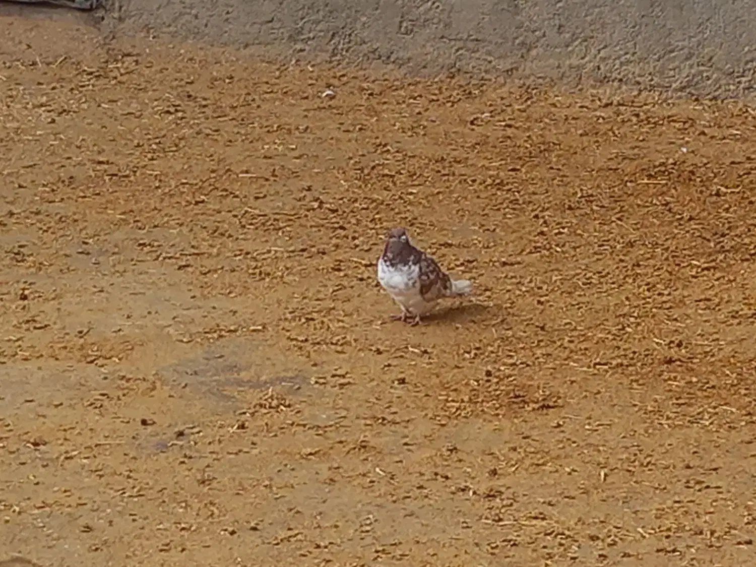 کفتر|لوازم جانبی حیوانات|بیستون, |دیوار