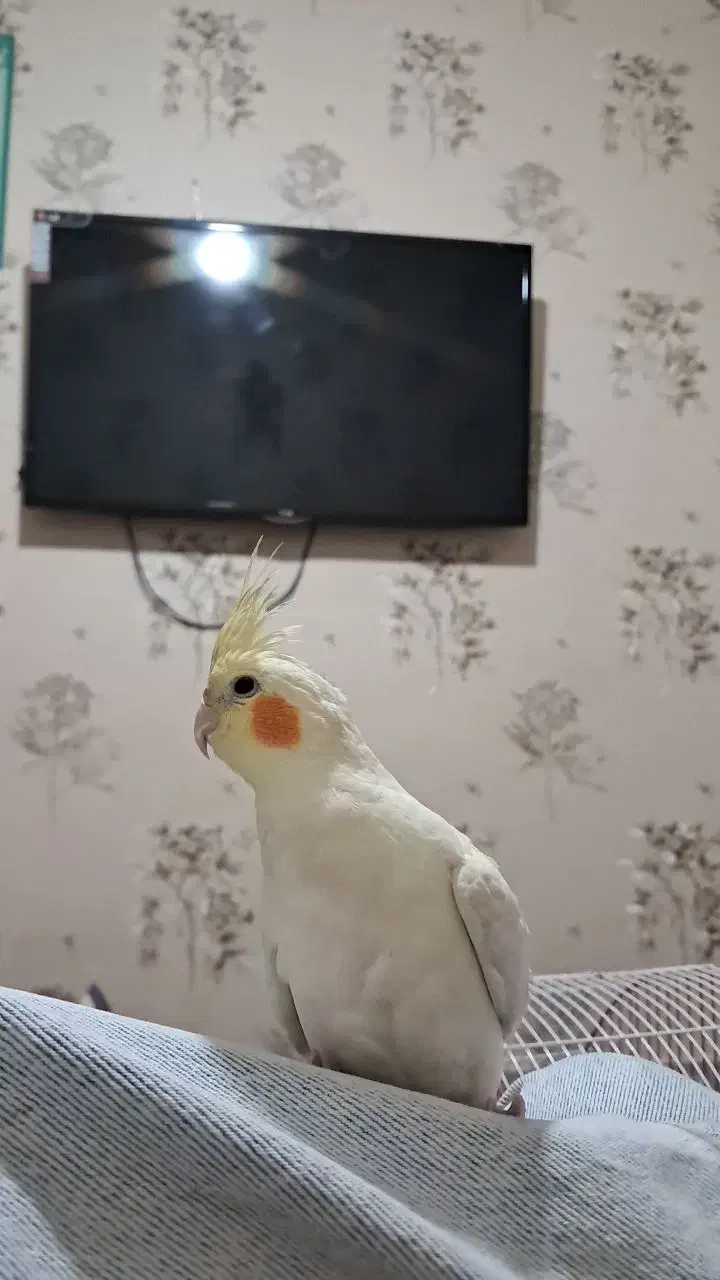 عروس هلندی فول اهلی|پرنده|اهر, |دیوار