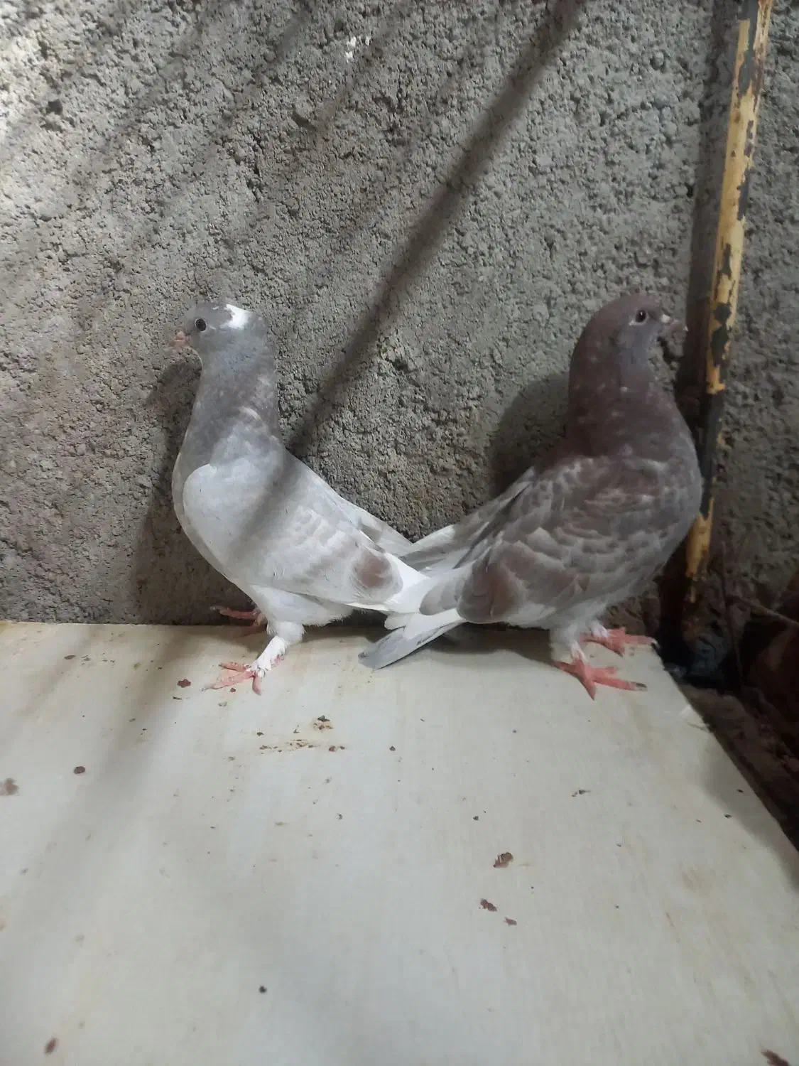 کبوتر هما|پرنده|آران و بیدگل, |دیوار