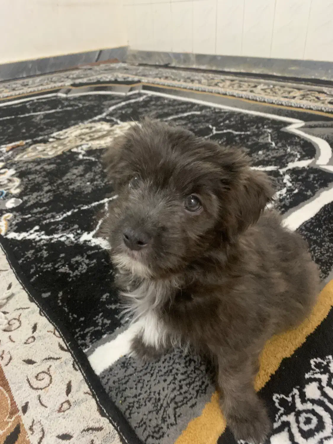 سگ اشتیپز|سگ|اهواز, منبع اب|دیوار