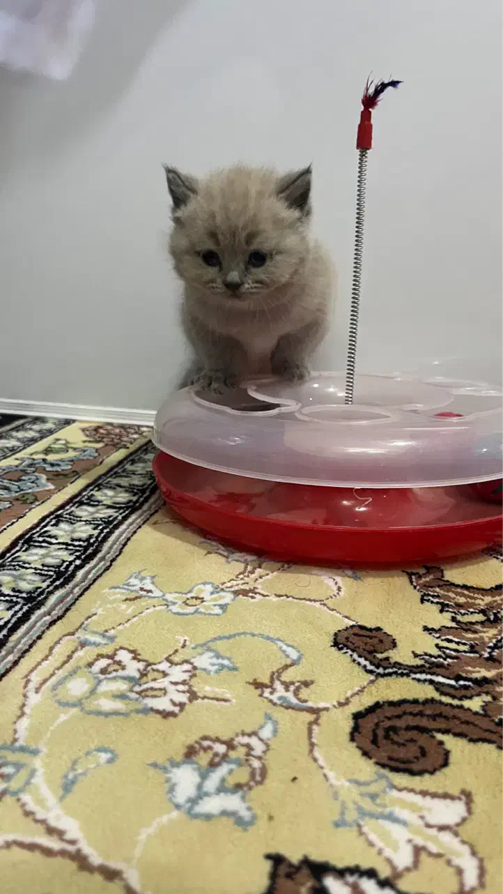 واگذاری نژاد دو رگه پرشین|گربه|مشهد, کوثر|دیوار