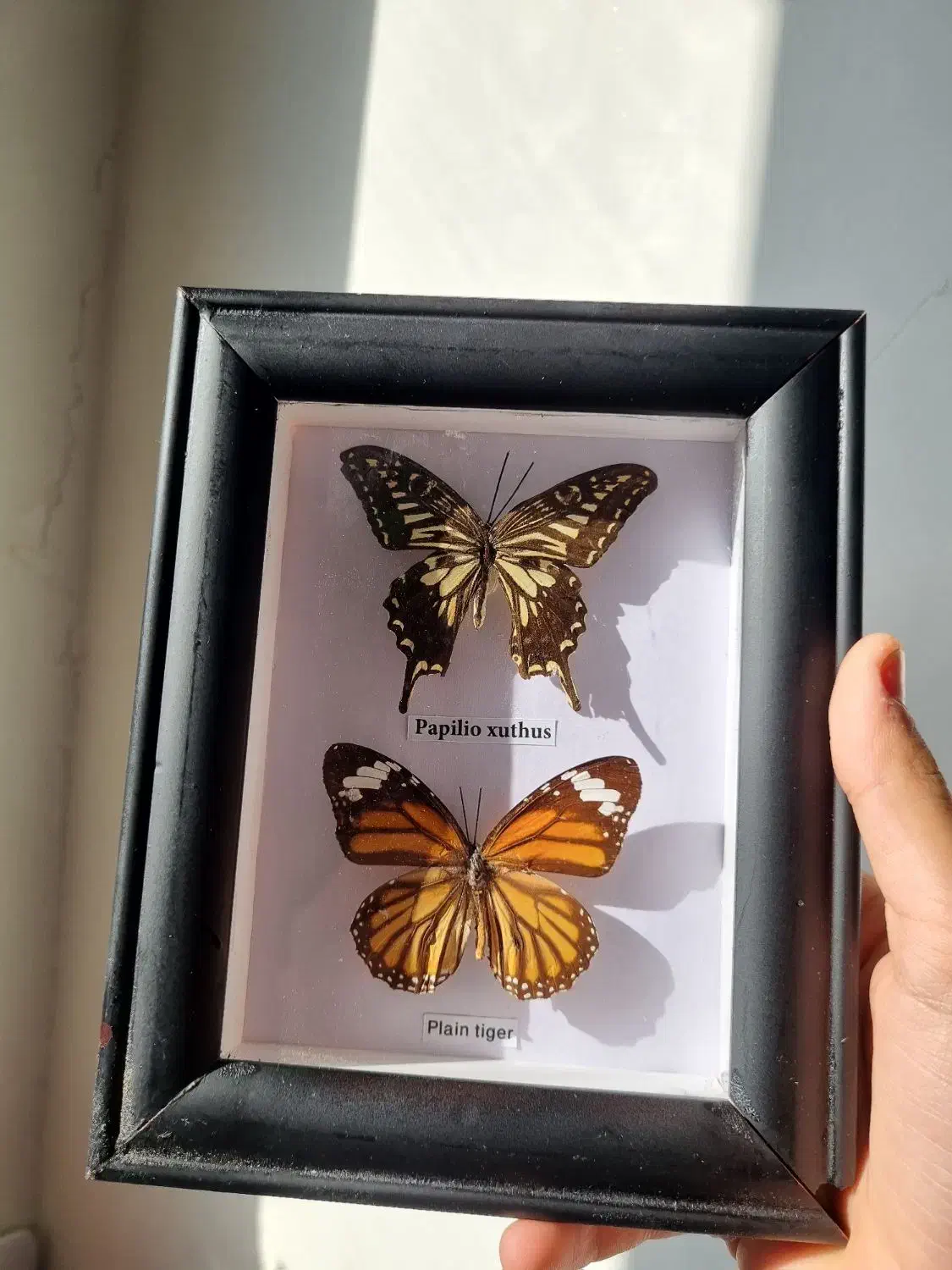 تابلو پروانه زیبا|تابلو، نقاشی، عکس|تهران, صادقیه|دیوار