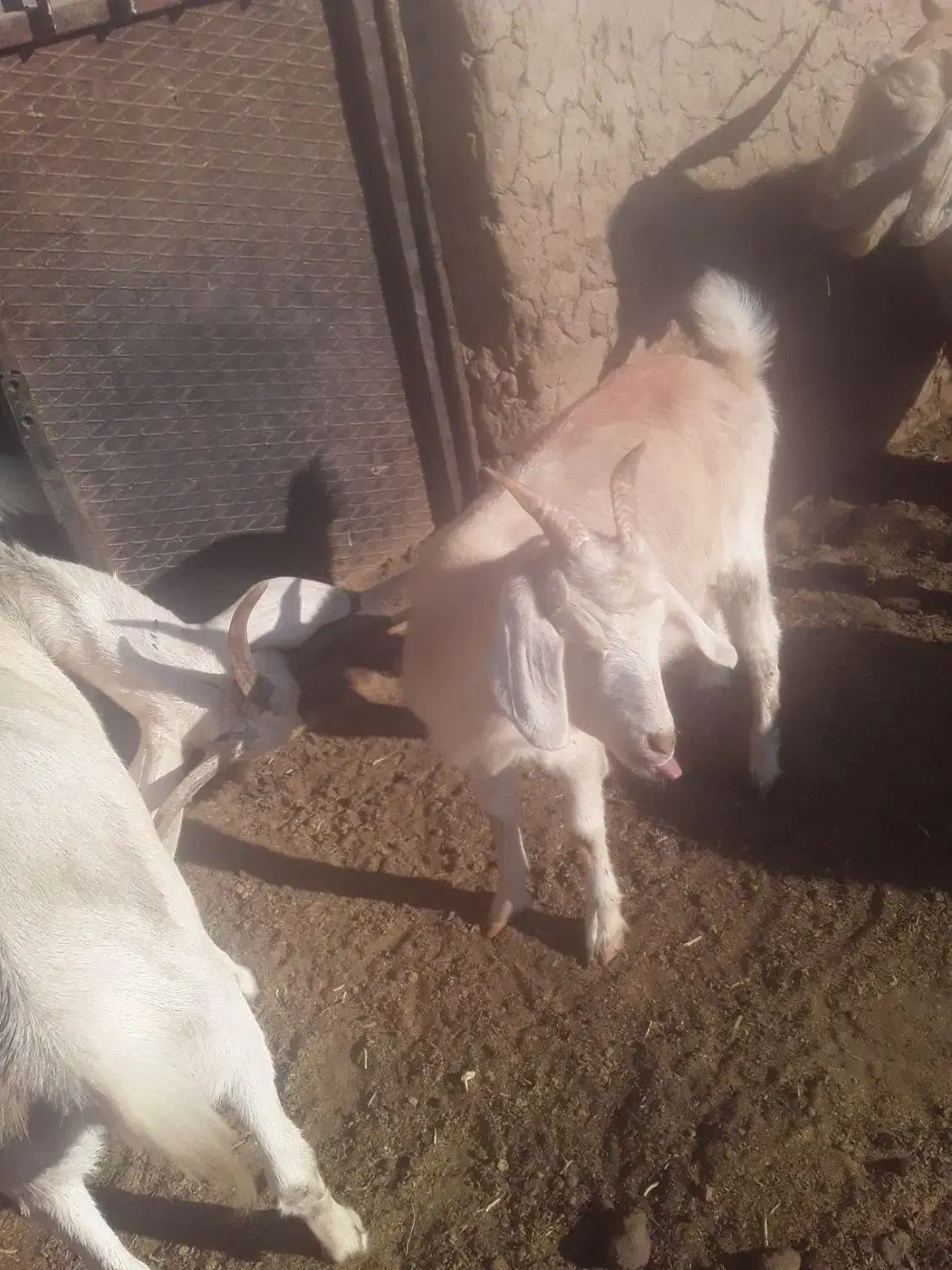 یکساله دو رگ سانن.|حیوانات مزرعه|تربت جام, معدآباد|دیوار