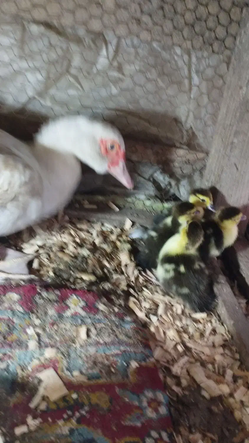 جوجه اردک مسکوی یا اسراییلی|حیوانات مزرعه|ساری, |دیوار