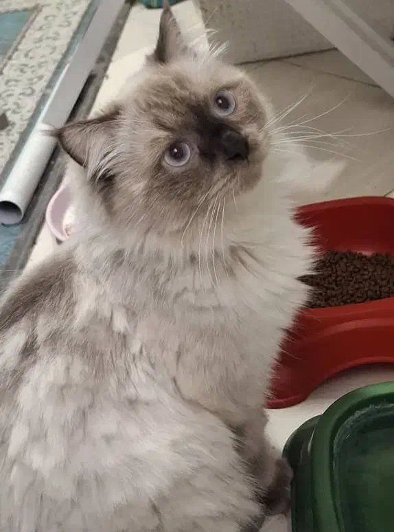 گربه هیمالین ۱ساله|گربه|تهران, افسریه شمالی|دیوار